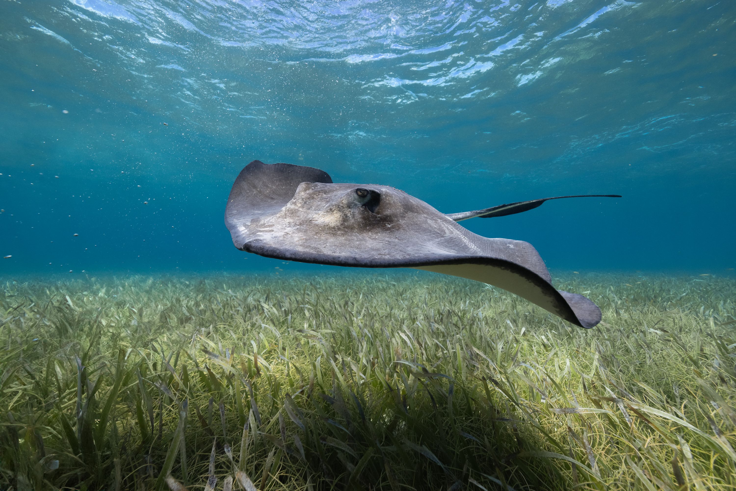 Swimming with stingrays at Shark Ray Alley in Belize